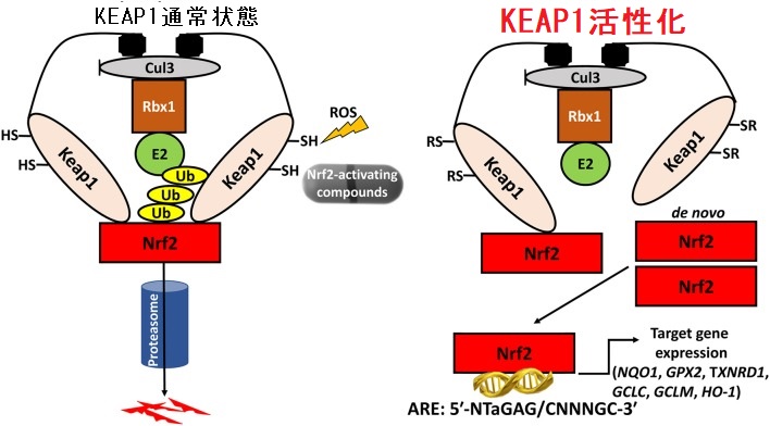 Keap1(Kelch-like ECH associated protein 1)遺伝子変異 Keap1(Kelch-like ECH associated protein 1)遺伝子変異