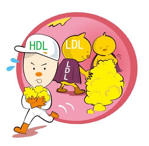 LDLとHDL LDLとHDL