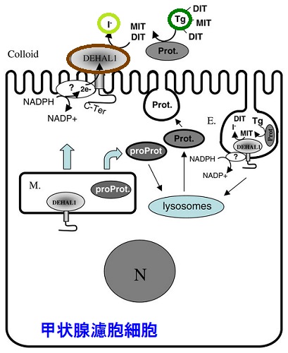 DEHAL1(Iodotyrosine dehalogenase 1)遺伝子変異 DEHAL1(Iodotyrosine dehalogenase 1)遺伝子変異