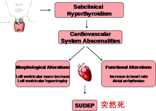 潜在性甲状腺機能亢進症の心臓血管系突然死 潜在性甲状腺機能亢進症の心臓血管系突然死