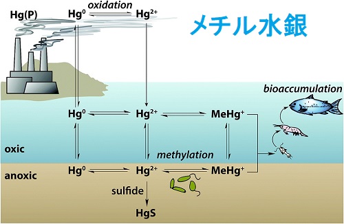 メチル水銀 メチル水銀