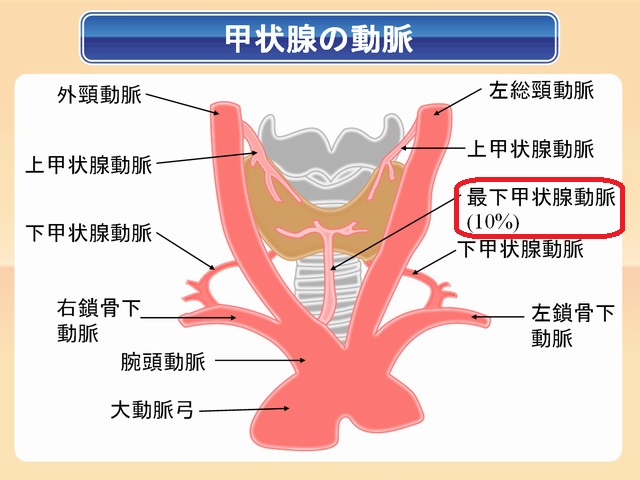 最下甲状腺動脈 最下甲状腺動脈