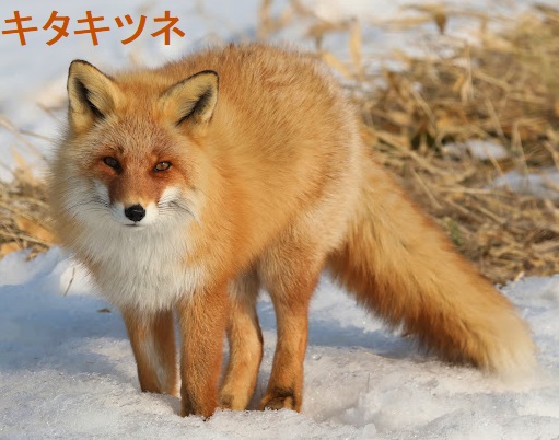 キタキツネ キタキツネ