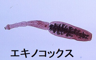 エキノコックス エキノコックス