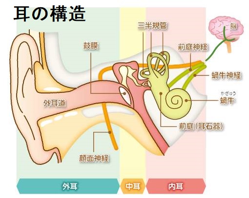 耳の構造 耳の構造