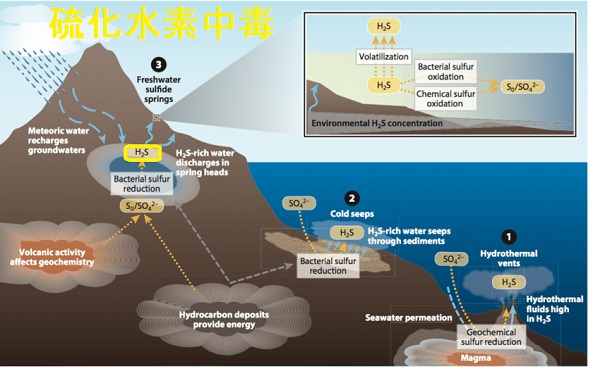 硫化水素中毒 硫化水素中毒