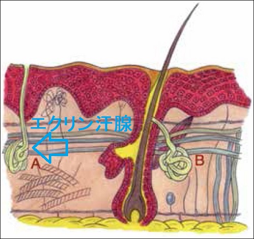 エクリン汗腺 エクリン汗腺