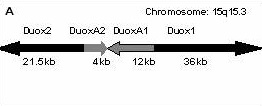 Dual oxidase maturation factor 2 (DUOXA2)遺伝子変異 Dual oxidase maturation factor 2 (DUOXA2)遺伝子変異