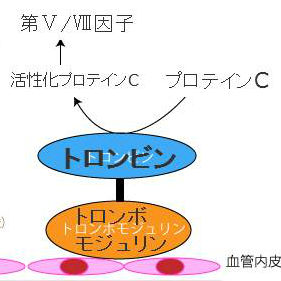 トロンボモジュリン(TM)測定 トロンボモジュリン(TM)測定