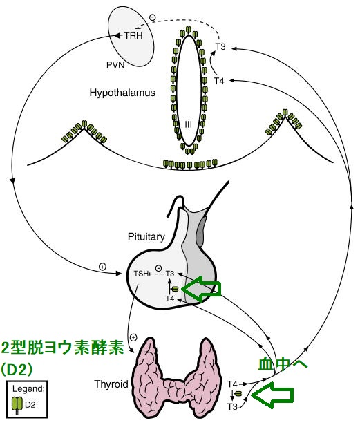 2型脱ヨウ素酵素(D2) 2型脱ヨウ素酵素(D2)