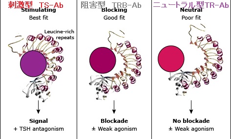 ニュートラル型TSH受容体自己抗体(neutral TR-Ab) ニュートラル型TSH受容体自己抗体(neutral TR-Ab)