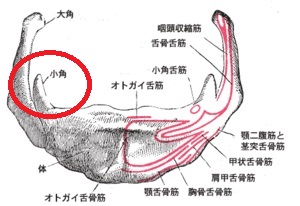舌骨小角 舌骨小角