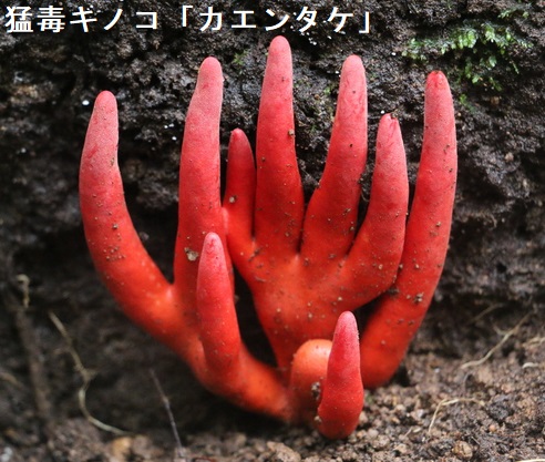 猛毒きのこ カエンタケ 猛毒きのこ カエンタケ