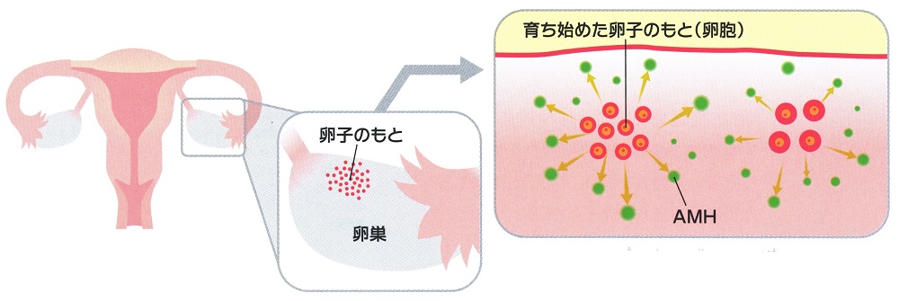 甲状腺とAMH(抗ミュラー管ホルモン、アンチミューラリアホルモン) 甲状腺とAMH(抗ミュラー管ホルモン、アンチミューラリアホルモン)