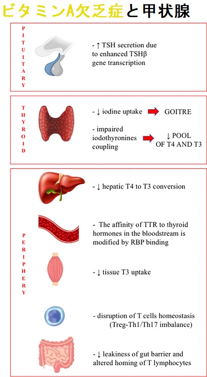 ビタミンA欠乏症と甲状腺 ビタミンA欠乏症と甲状腺