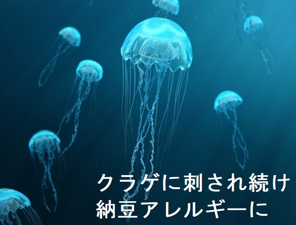 クラゲに刺され続け納豆アレルギーに クラゲに刺され続け納豆アレルギーに