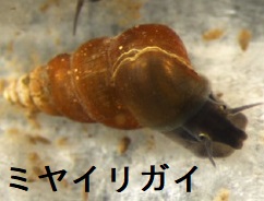 宮入貝(ミヤイリガイ) 宮入貝(ミヤイリガイ)