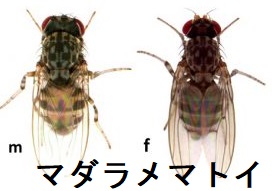 マダラメマトイ マダラメマトイ