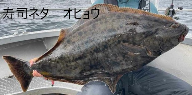 寿司ネタ オヒョウ 寿司ネタ オヒョウ