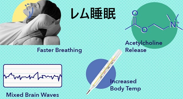 レム睡眠 レム睡眠