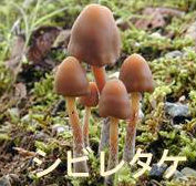 毒キノコのシビレタケ中毒を甲状腺中毒・甲状腺クリーゼと勘違い 毒キノコのシビレタケ中毒を甲状腺中毒・甲状腺クリーゼと勘違い