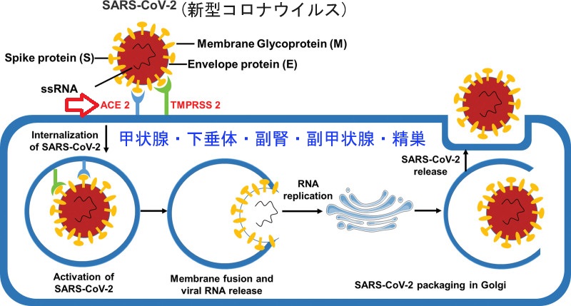 新型コロナウイルスとACE-2 新型コロナウイルスとACE-2