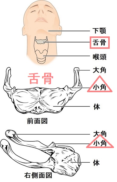 舌骨小角 解剖図 舌骨小角 解剖図
