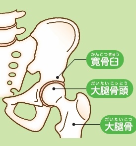 股関節 股関節