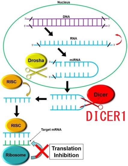 DICER1 DICER1