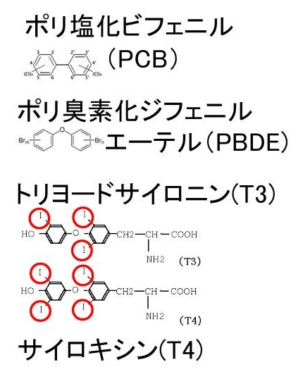 環境ホルモンと甲状腺ホルモン 環境ホルモンと甲状腺ホルモン