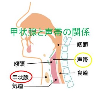 甲状腺と声帯の関係 甲状腺と声帯の関係