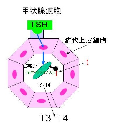 甲状腺濾胞模型 甲状腺濾胞模型