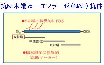抗N末端α―エノラーゼ(NAE)抗体 抗N末端α―エノラーゼ(NAE)抗体