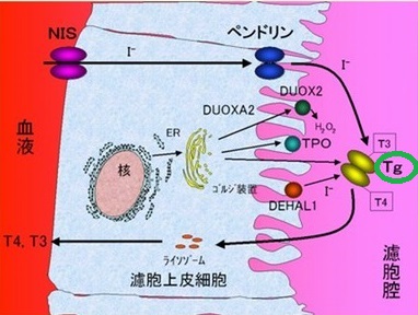 サイログロブリン サイログロブリン
