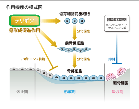 テリパラチド 作用機序 テリパラチド 作用機序