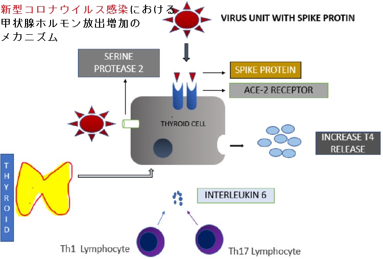 甲状腺機能亢進症/バセドウ病と新型コロナウイルス感染症(COVID-19) 甲状腺機能亢進症/バセドウ病と新型コロナウイルス感染症(COVID-19)