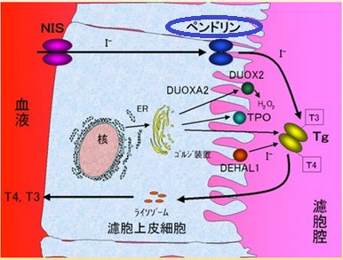 ペンドレッド症候群(Pendred症候群) ペンドレッド症候群(Pendred症候群)