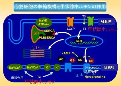 甲状腺ホルモンが心筋細胞に作用するメカニズム 甲状腺ホルモンが心筋細胞に作用するメカニズム