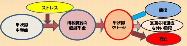甲状腺クリーゼの発症機序 甲状腺クリーゼの発症機序