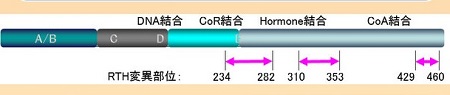 甲状腺ホルモン受容体β型(TRβ)遺伝子変異部位 甲状腺ホルモン受容体β型(TRβ)遺伝子変異部位