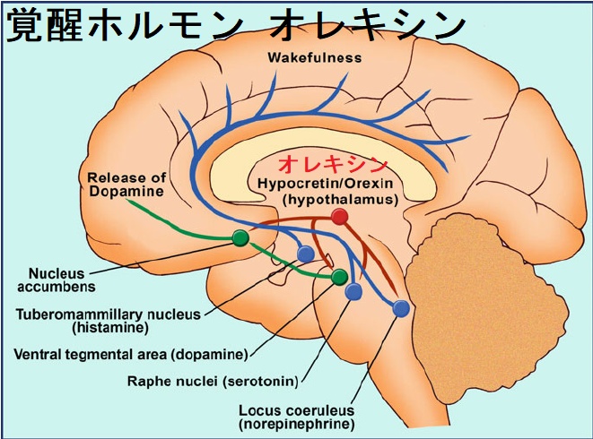 覚醒ホルモン オレキシン 覚醒ホルモン オレキシン