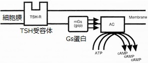 甲状腺機能性結節の遺伝子変異 甲状腺機能性結節の遺伝子変異