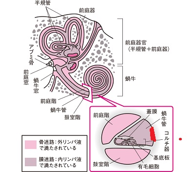 コルチ器と甲状腺 コルチ器と甲状腺