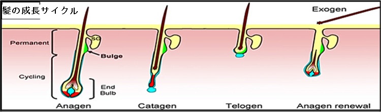髪の成長サイクル 髪の成長サイクル