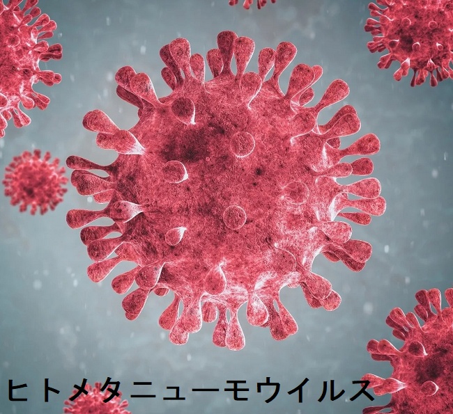 ヒトメタニューモウイルス ヒトメタニューモウイルス