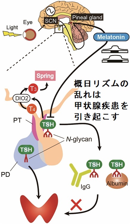 概日リズム(サーカディアンリズム)の乱れは甲状腺疾患を引き起こす2 概日リズム(サーカディアンリズム)の乱れは甲状腺疾患を引き起こす2