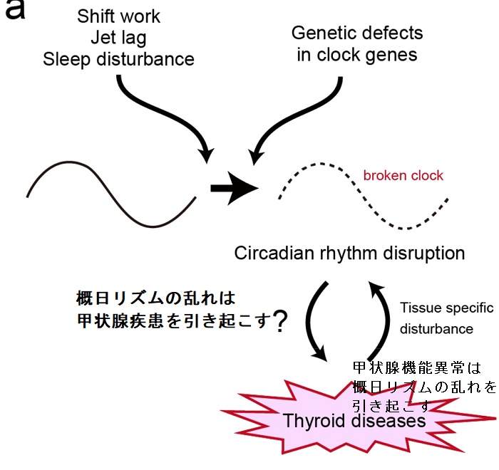 概日リズム(サーカディアンリズム)の乱れは甲状腺疾患を引き起こす1 概日リズム(サーカディアンリズム)の乱れは甲状腺疾患を引き起こす1