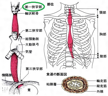 食道第一狭窄部 食道第一狭窄部
