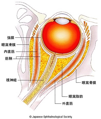 甲状腺眼症 甲状腺眼症