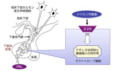 ドパミン受容体刺激薬 ドパミン受容体刺激薬